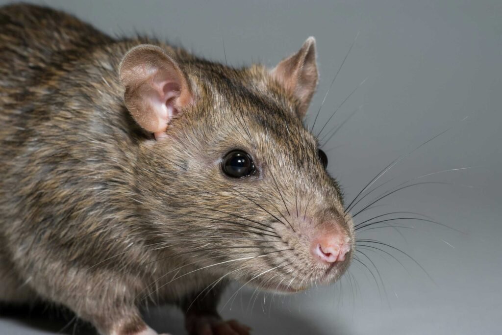Professional & best rodent control service in Redwood Shores Redwood City CA